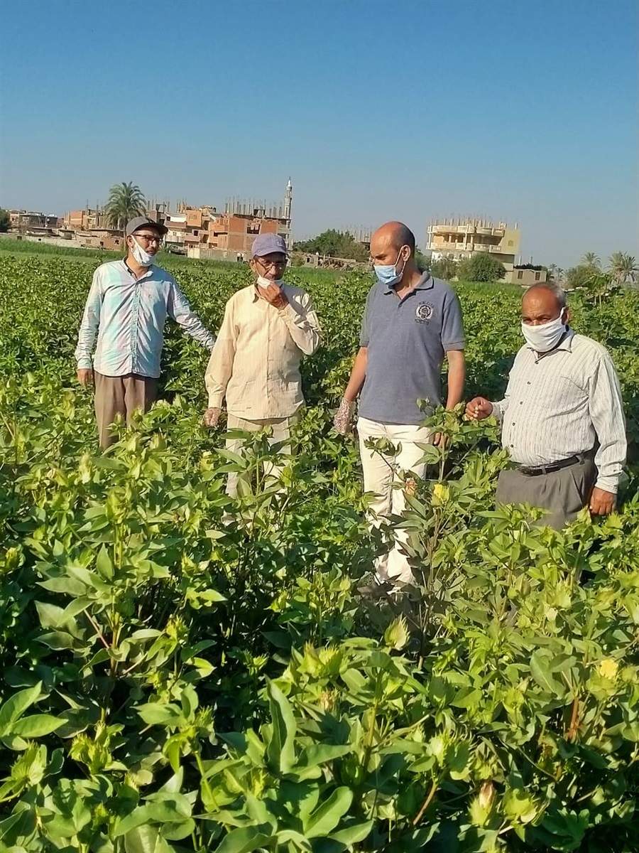 مكافحة ديدان اللوز الشوكية والقرنفلية لمحصول القطن في الفيوم