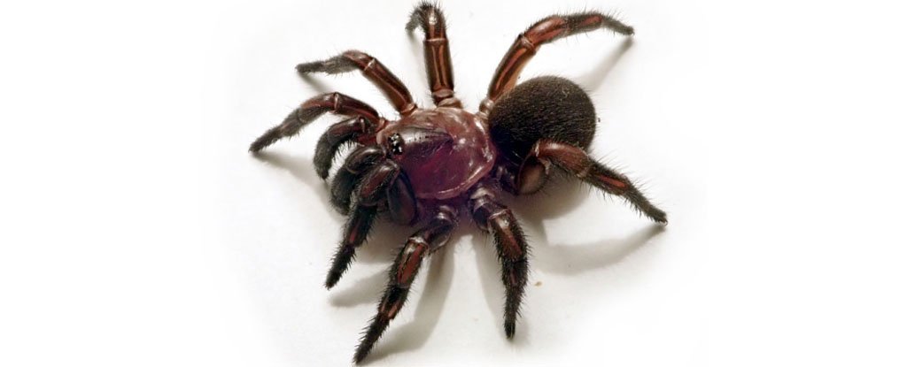 عنكبوت عنكبوت