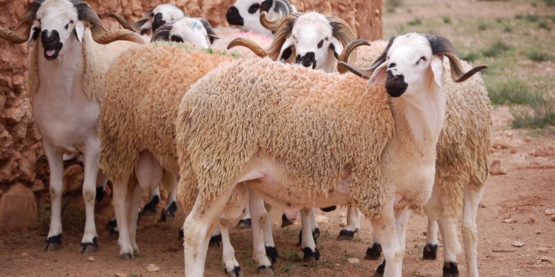 كيفية اضحية العيد والشروط الواجبة في الذبيحة