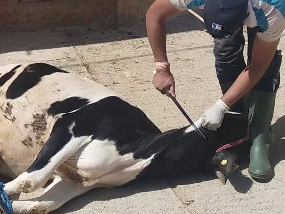 ذبح الأضاحى