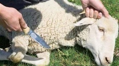 هل يجوز الإستعانة بجزار يشرب الخمر في ذبح الأضحية؟