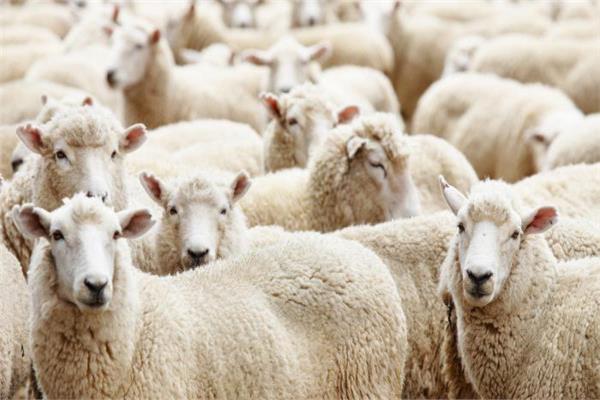 شروط الاضحية من الغنم .. تعرف على مواصفات خروف العيد