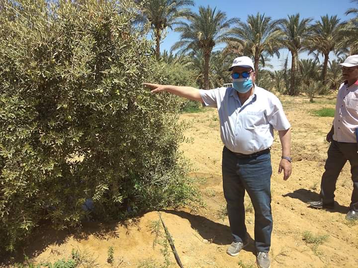 جولة وكيل وزارة الزراعة بالفيوم 
