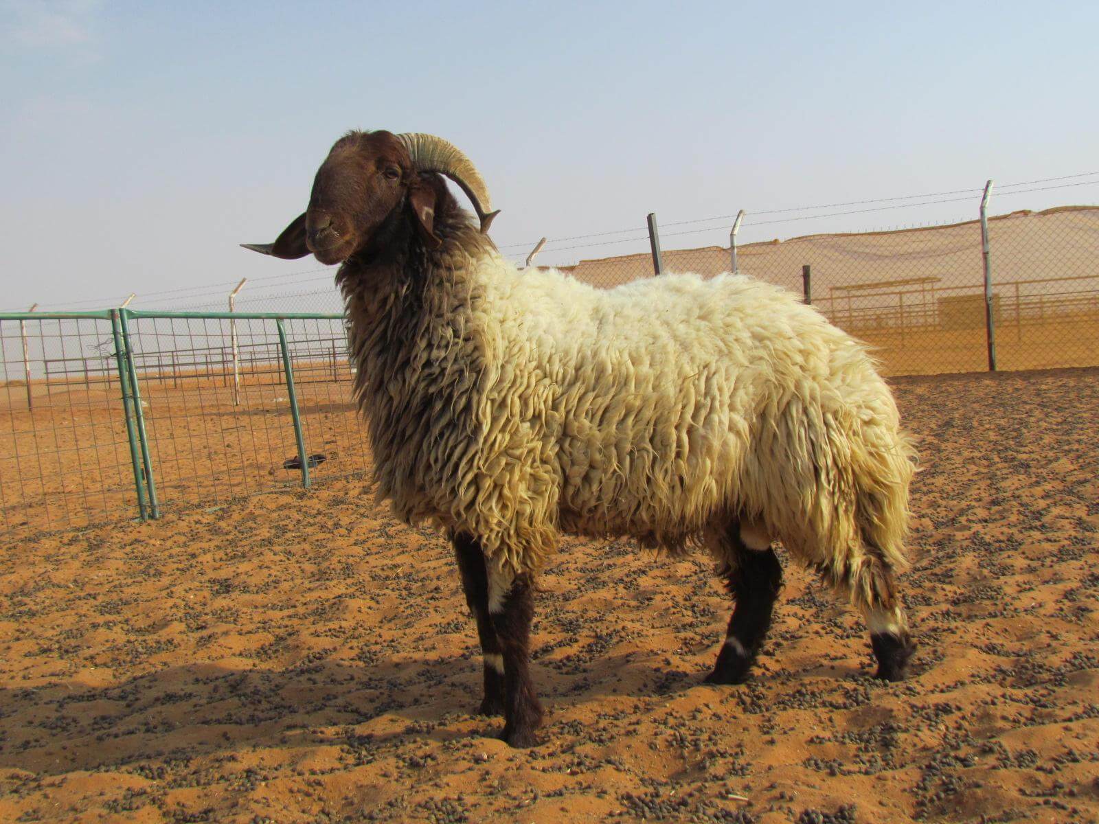 الحكم السامية للأضحية في الإسلام