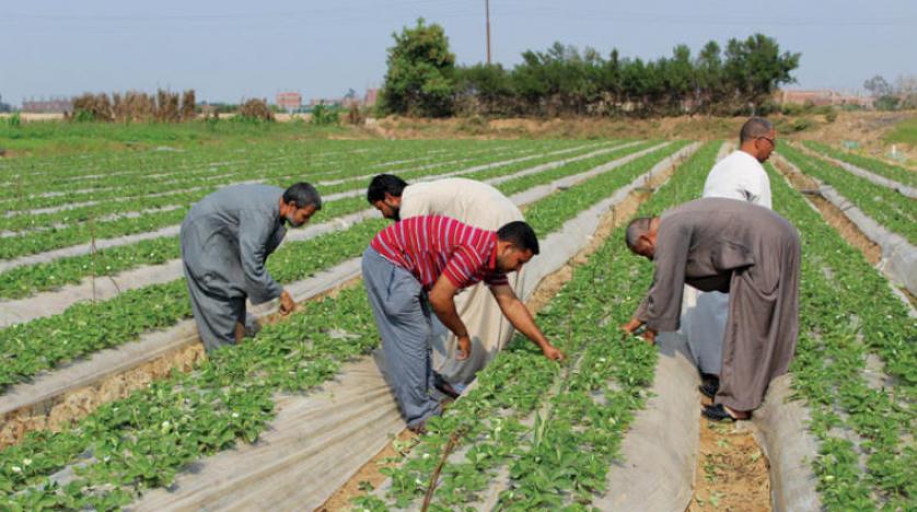 الاراضى الزراعية فى مصر