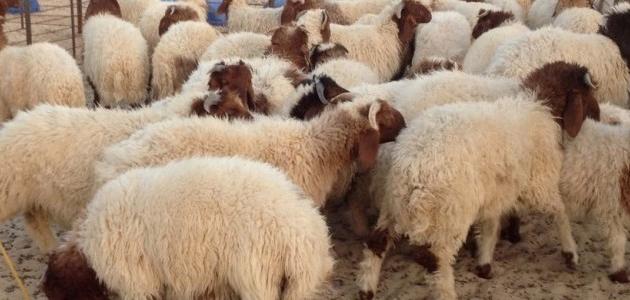 أوجه الاتفاق والاختلاف بين الهدي والأضحية والعقيقة؟