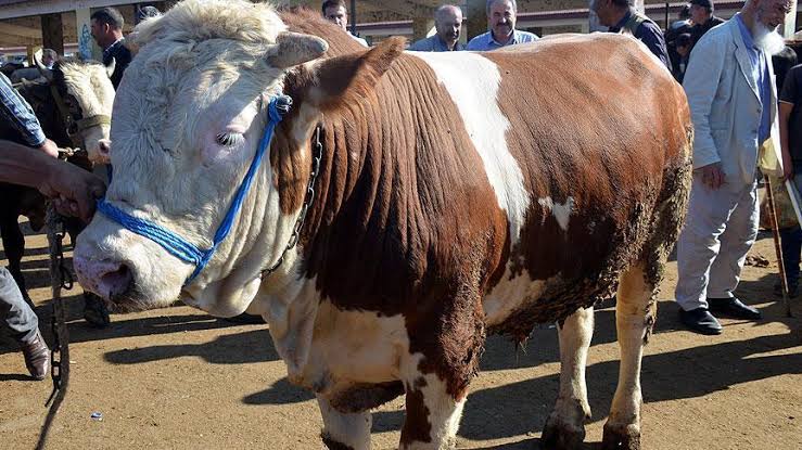 الأضاحى الأضاحى