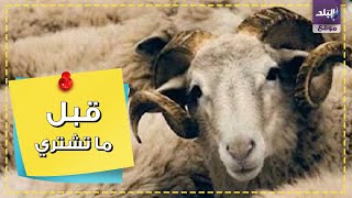 خطوات فحص الأضحية