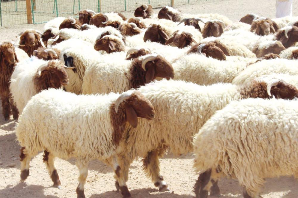 الأضاحى