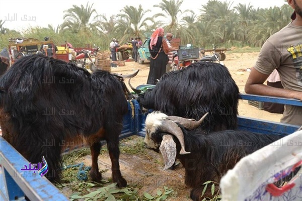 إنتعاش في أسواق الأضاحي بالوادي الجديد