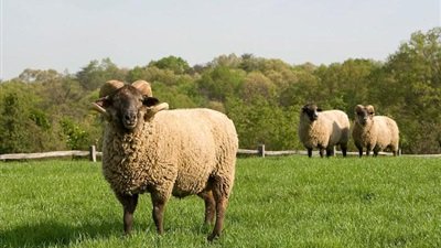 حكم الأكل من الأضحية المنذورة و المتطوع بها 