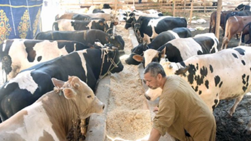 الأضحية 