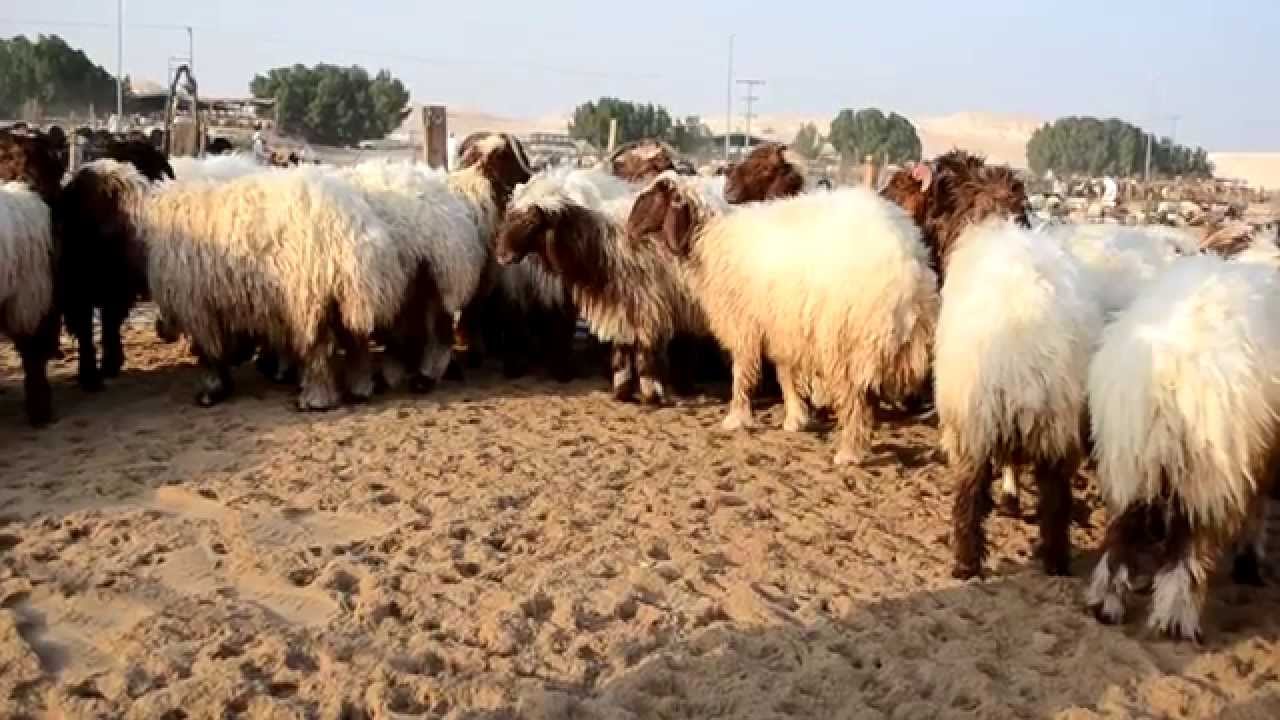 الأضاحى