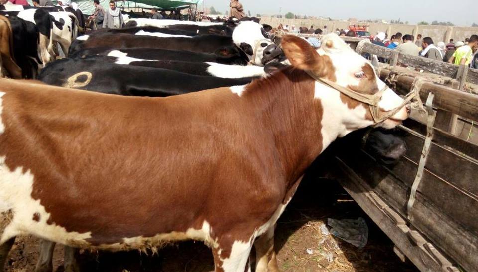 الابقار 