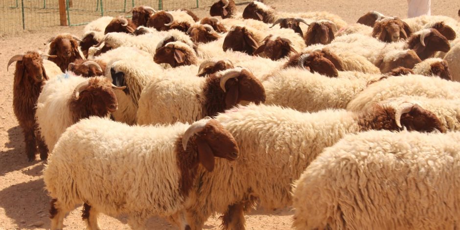 ما الأفضل في الأضحية من أنواع الأنعام.. الإفتاء تجيب
