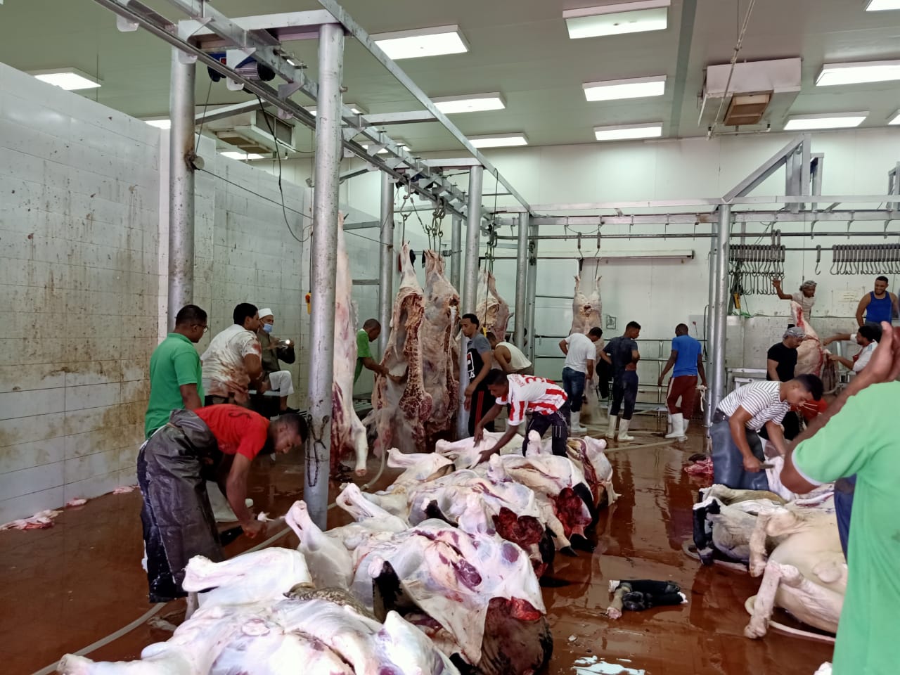 الأوقاف: ذبح الأضاحي في أسوان 