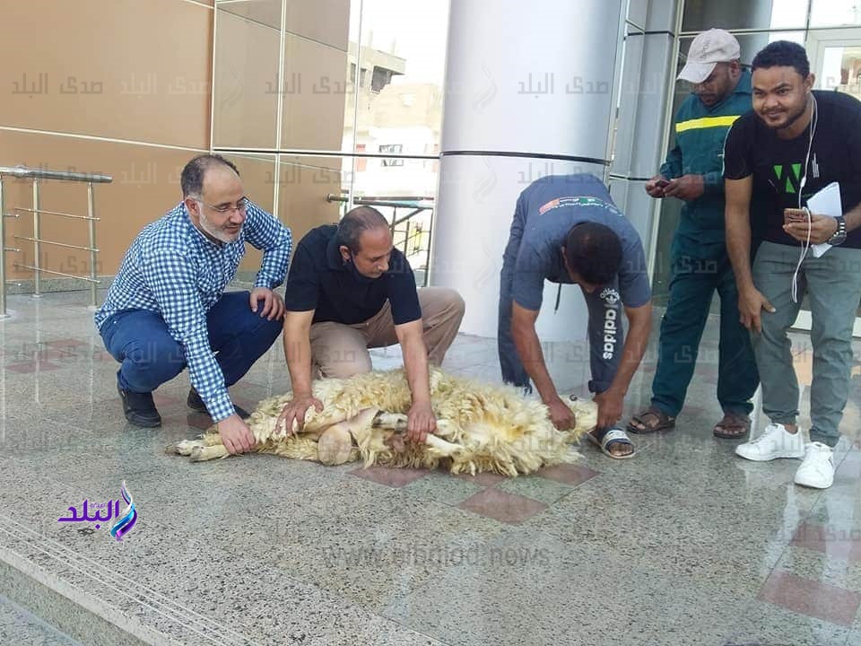  ذبح اضحية علي مدخل مستشفي العزل في الأقصر
