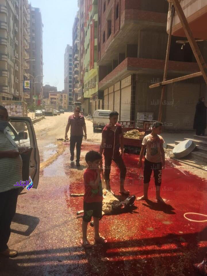 ذبح الاضاحي