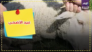التخلص من رائحة دماء وفضلات الاضحية