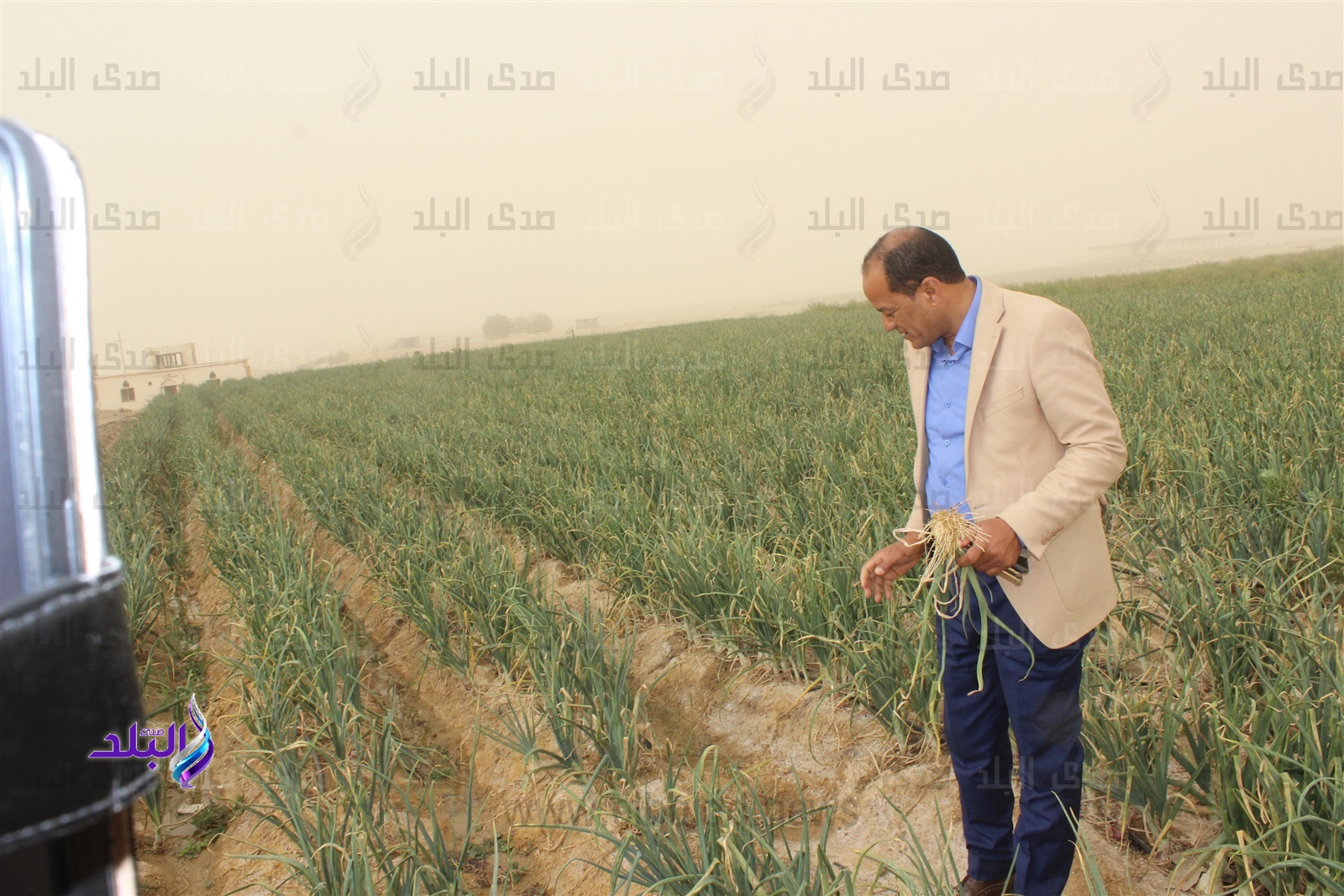  قصة شاب فيومي تنتهى بأجود أنواع البنجر والطماطم