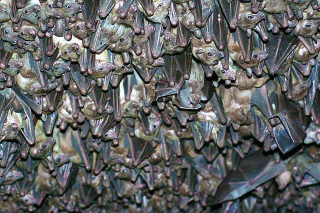 خفاش الفاكهة المصري