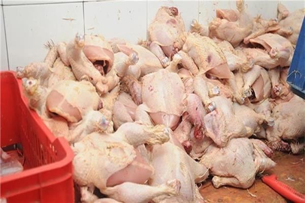 مقطعات دواجن فاسدة