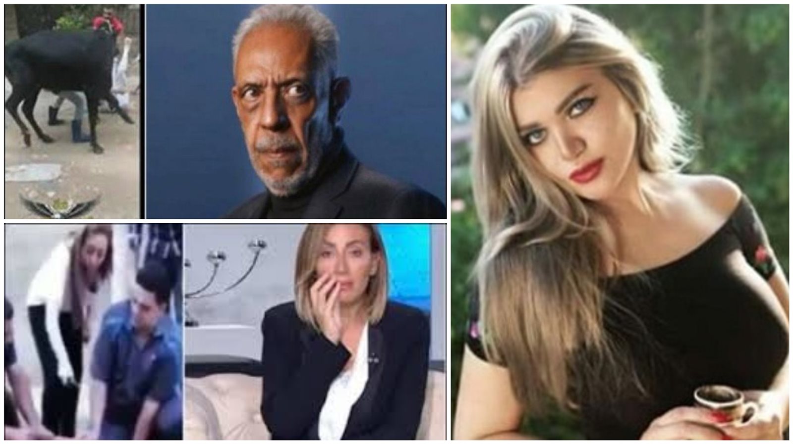 عيد الأضحى والنجوم 