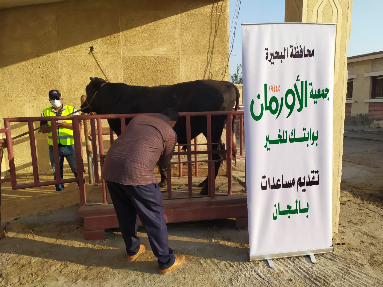 ذبح الاضاحي 