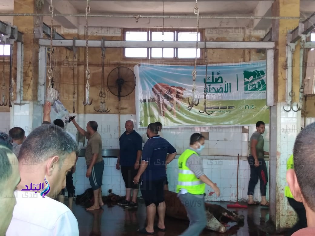  ذبح 468 رأس ماشية داخل مجازر كفر الشيخ