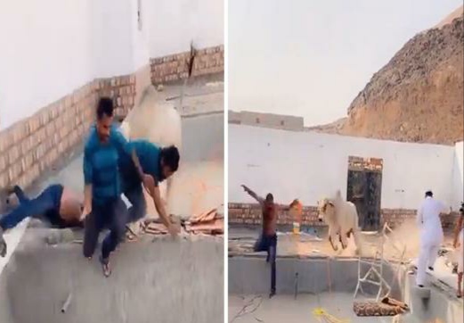 ثور هائج