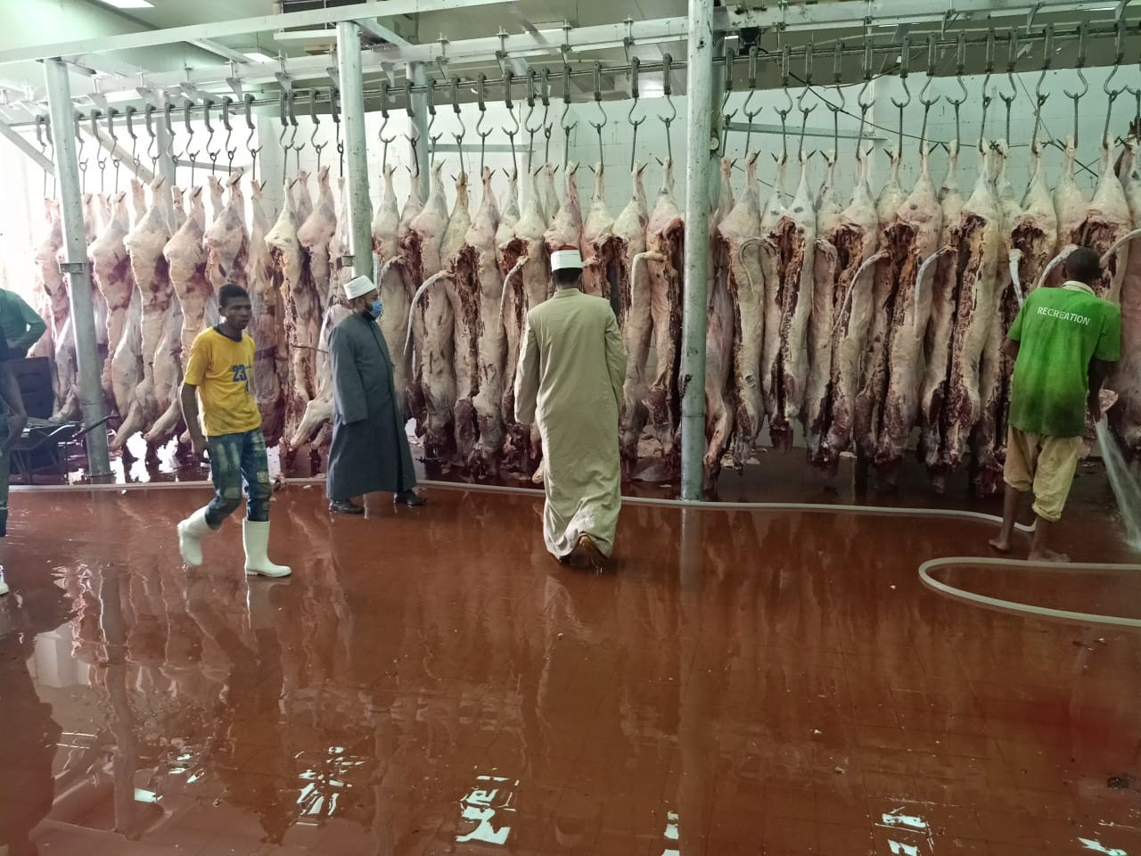 استمرار عملية ذبح وتجهيز أضاحي الأوقاف لليوم الثالث على التو