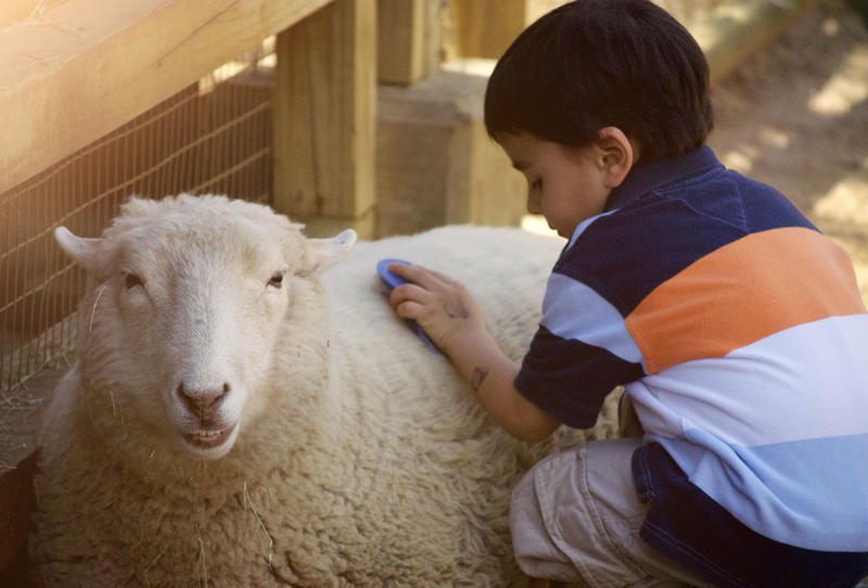 حساسية الصوف .. 6 مخاطر تعرضك للإصابة بها