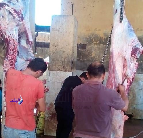 ذبح 1215 رأس ماشية بالمجازر
