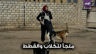 ملجأ للكلاب والقطط 
