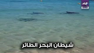 شيطان البحر الطائر