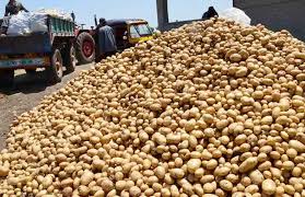 تقاوي البطاطس