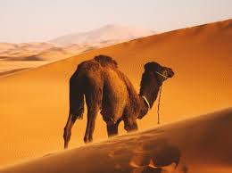 الهجرة النبوية  