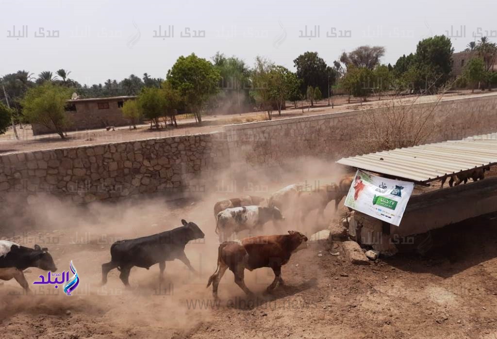 مؤسسة مصر الخير