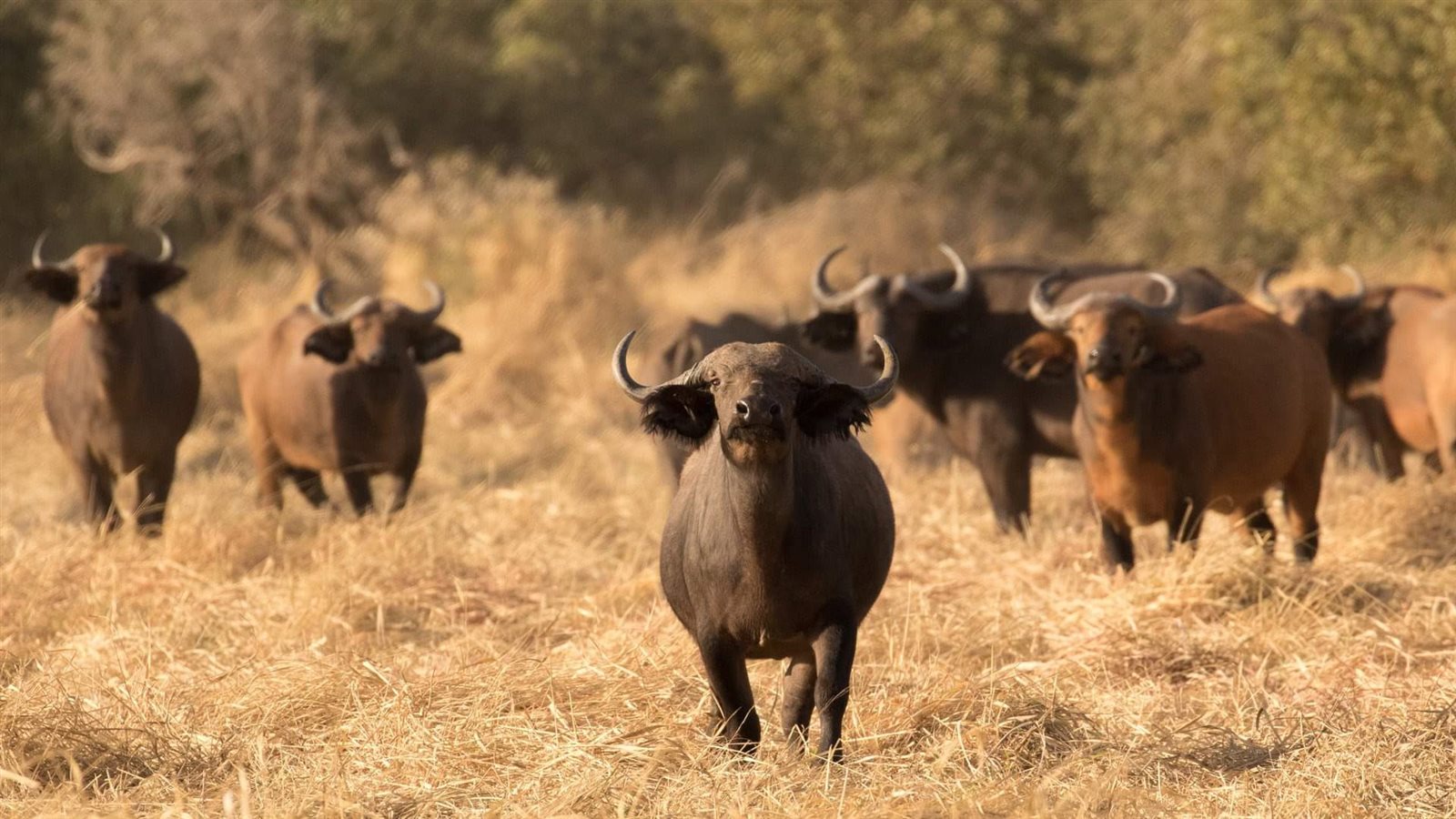 منتزه زكوما الوطنى 