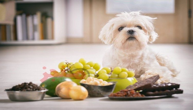 أطعمة تسبب في تسمم الكلاب وموتها
