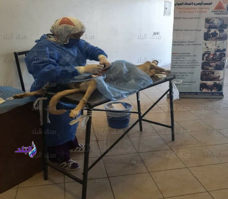 ايقاف التناسل..محافظ جنوب سيناء يبحث حل مشكلة الكلاب الضالة 