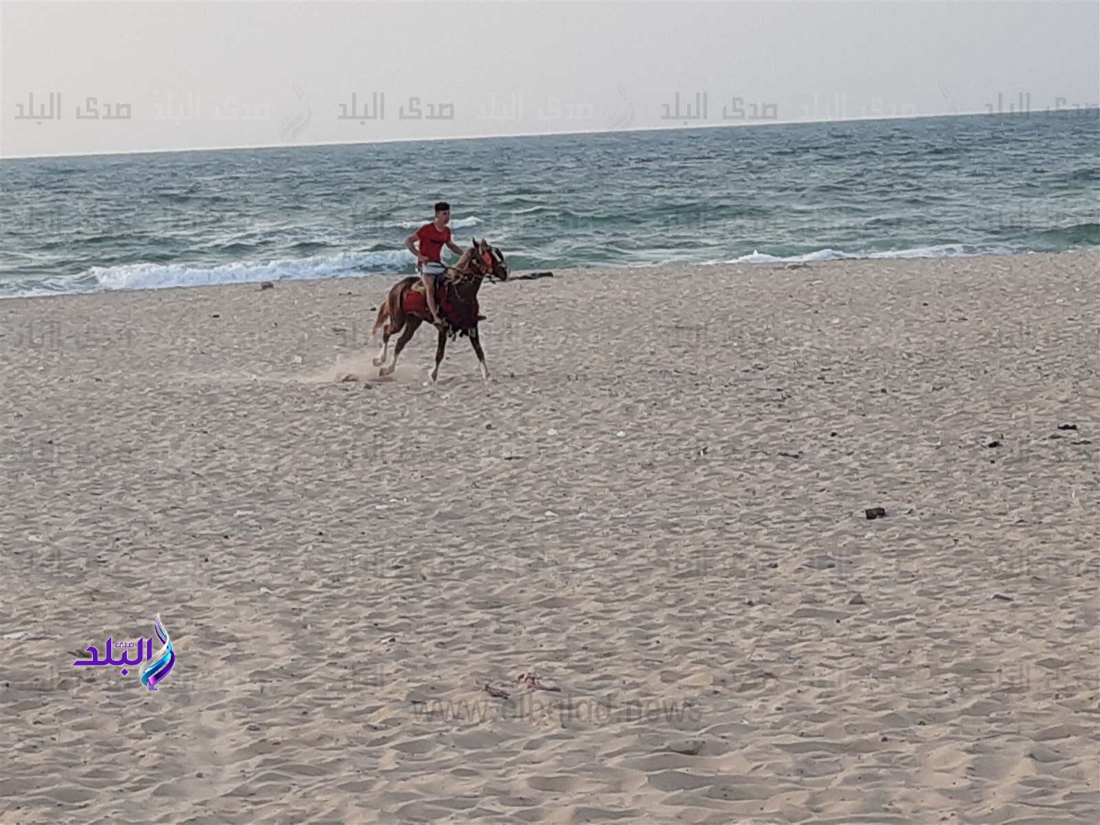انتشار الخيول
