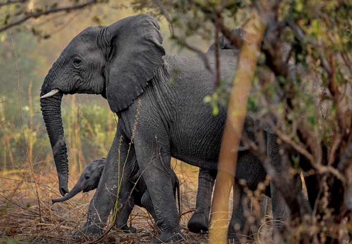 الموت الغامض للفيلة فى أفريقيا