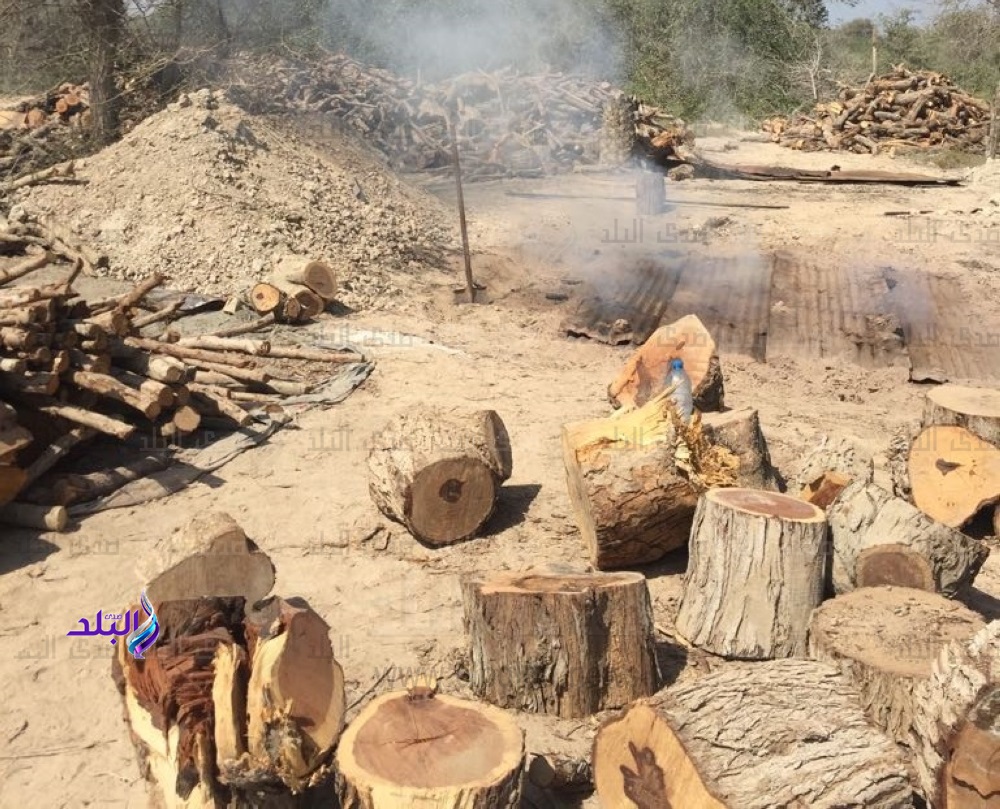  رواج تجارة الحطب بين شباب الوادي الجديد