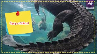 السباحة مع التماسيح