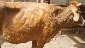 ظهور بؤرة للجلد العقدي بواحة الداخلة في الوادي الجديد