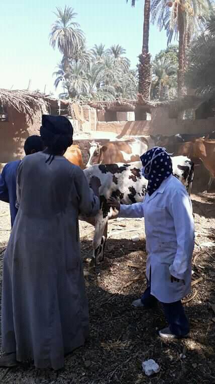 مجانا.. بيطرى أسوان ينفذ حملات تحصين ضد الجلد العقدى