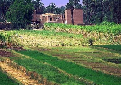 ارشيفية 