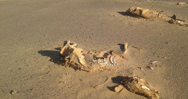 اكتشاف هياكل لثديات ضخمة انقرضت قبل 20 ألف عام في المكسيك