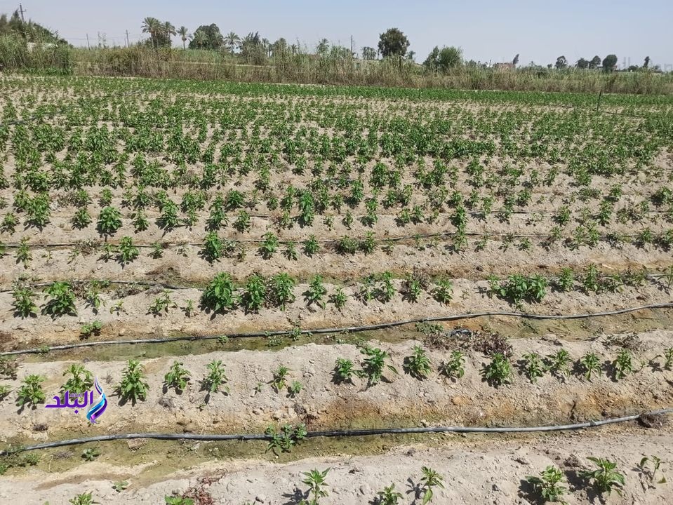 استبدال الري بالغمر بالحديث